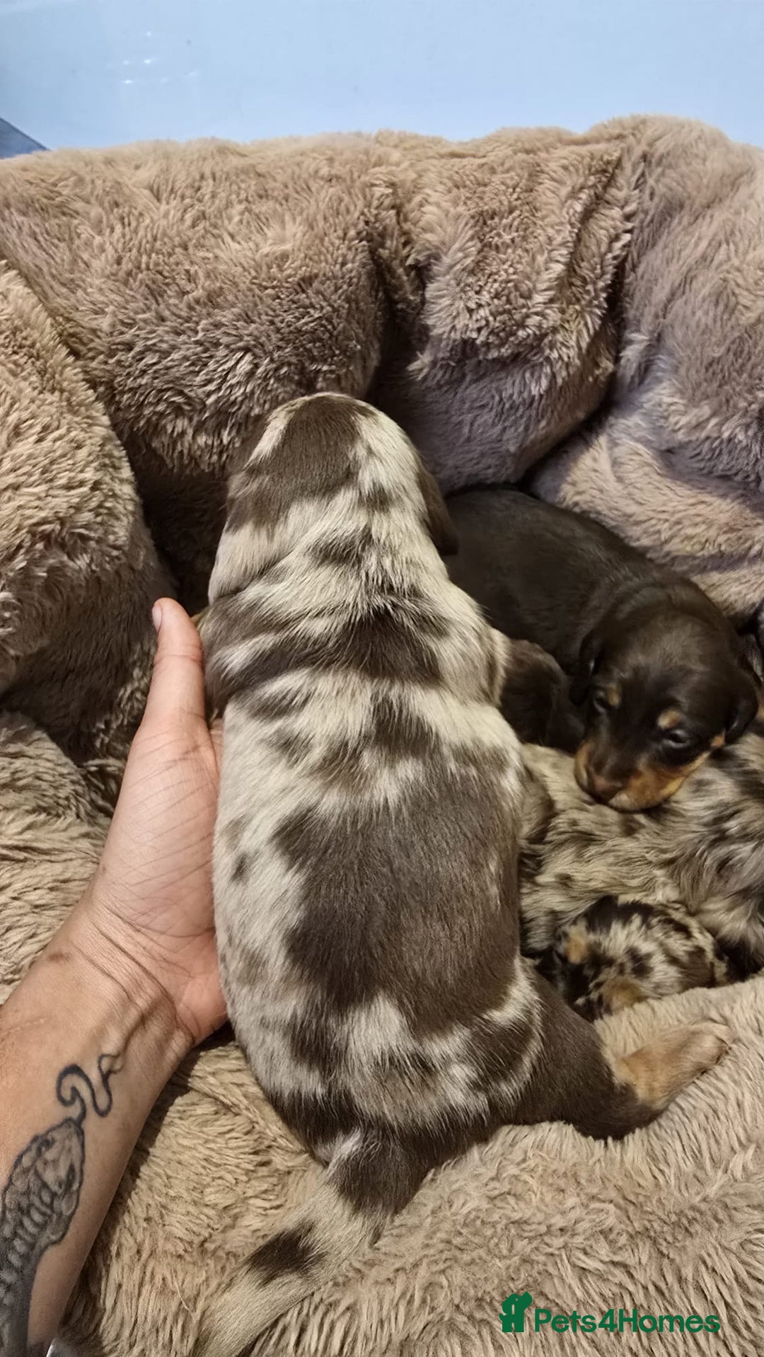 Miniature Dachshund dogs for sale: ❤️Longhair and wirehair sausages❤️ - Advert 11