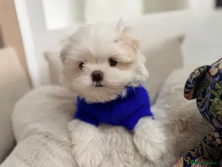 Maltese dogs Bambelina Full Korean Bloodline Maltese - Advert 2