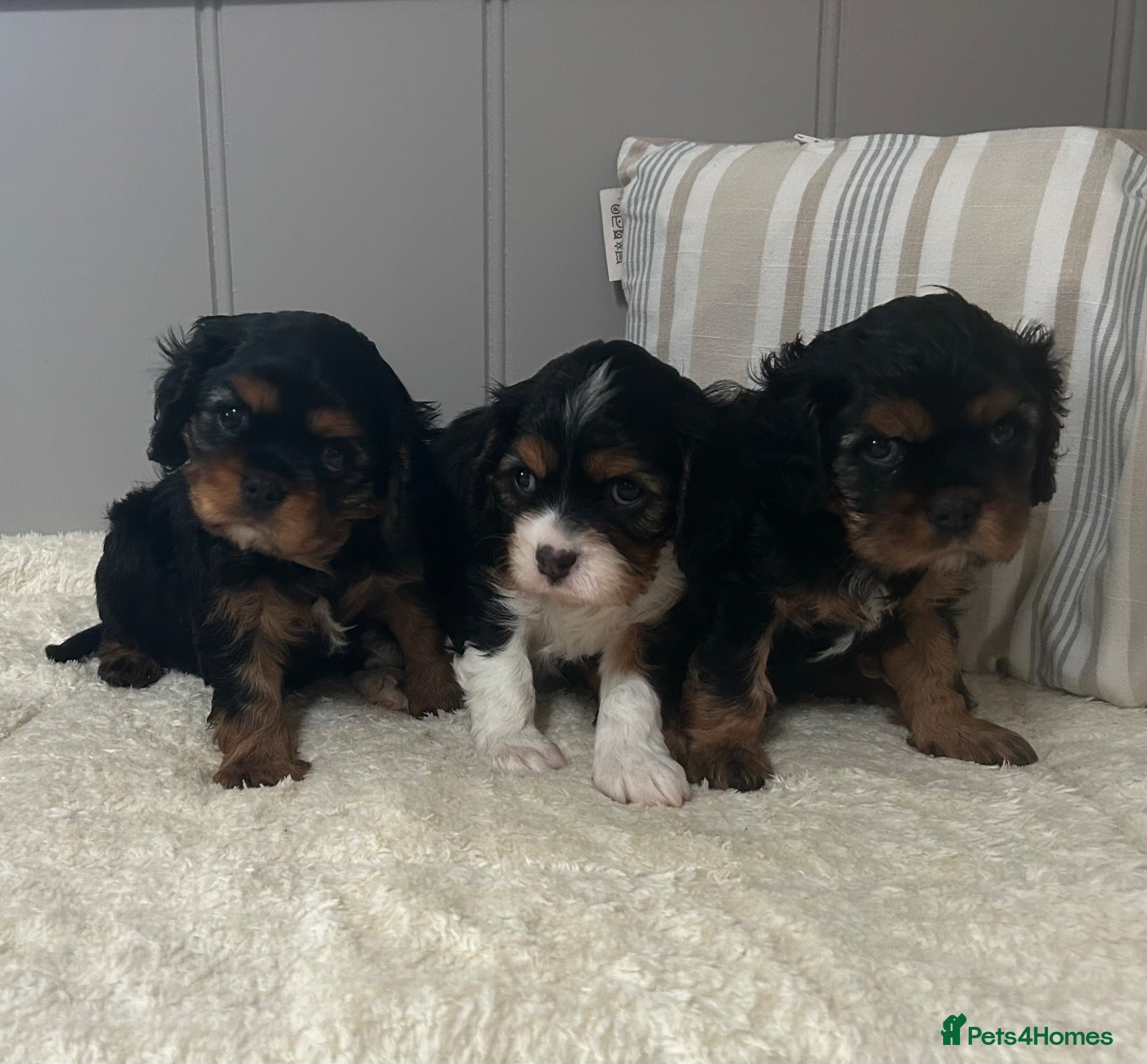Cavalier King Charles Spaniel dogs Kc Reg’d, health tested female Cavalier pups - Advert 1