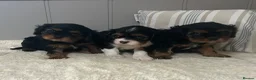 Cavalier King Charles Spaniel dogs for sale: Kc Reg’d, health tested female Cavalier pups - Advert 3
