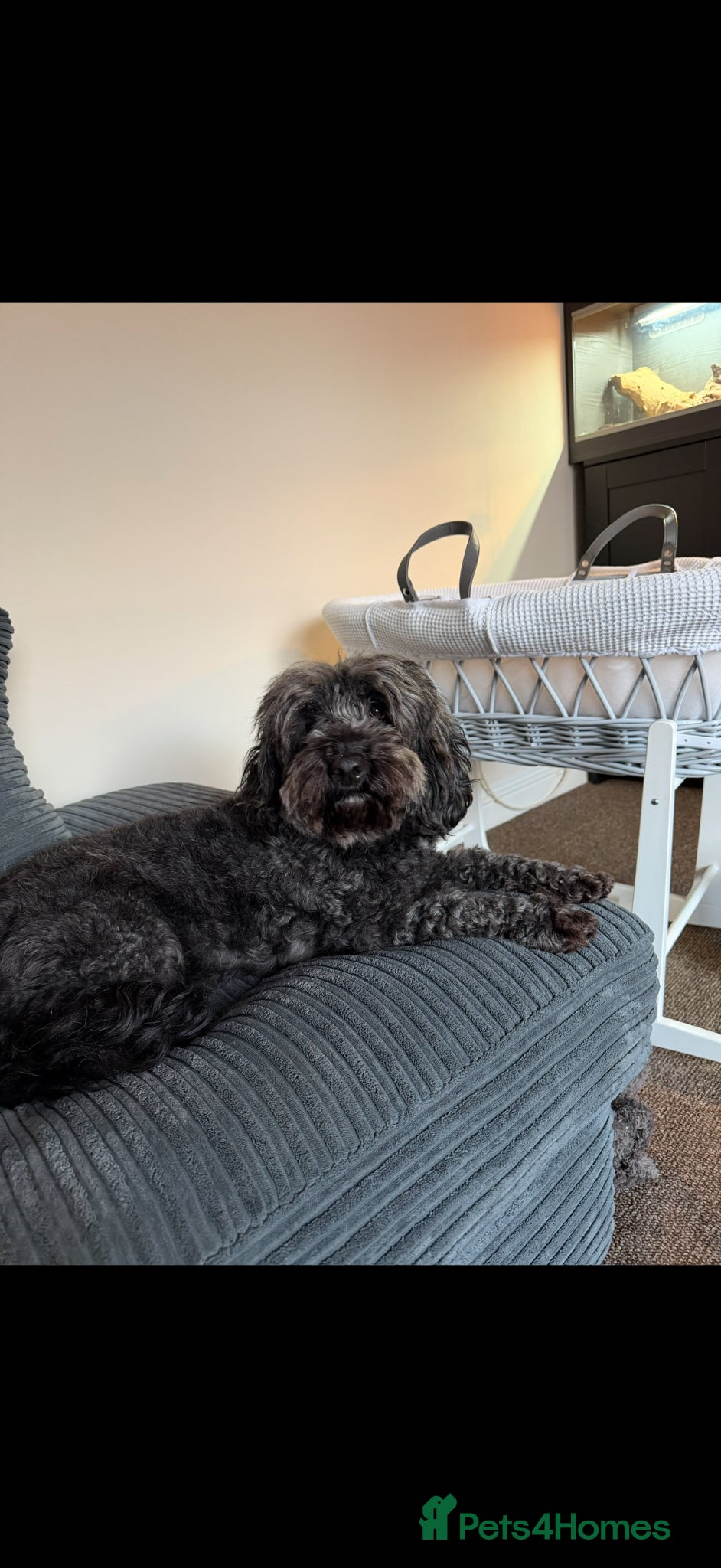 Cockapoo dogs Cockapoo - Advert 2