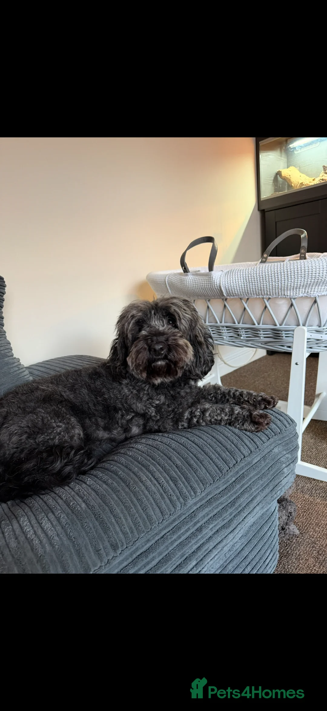 Cockapoo dogs for sale: Cockapoo - Advert 1