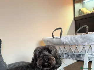 Cockapoo dogs Cockapoo - Advert 2