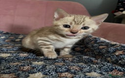 Bengal cats for sale: Stunning brown TICA reg boy bengal kitten - Image 23