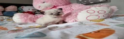 Ragdoll cats for sale: Beautiful Ragdoll type kittens HCM and PKD clear - Advert 1
