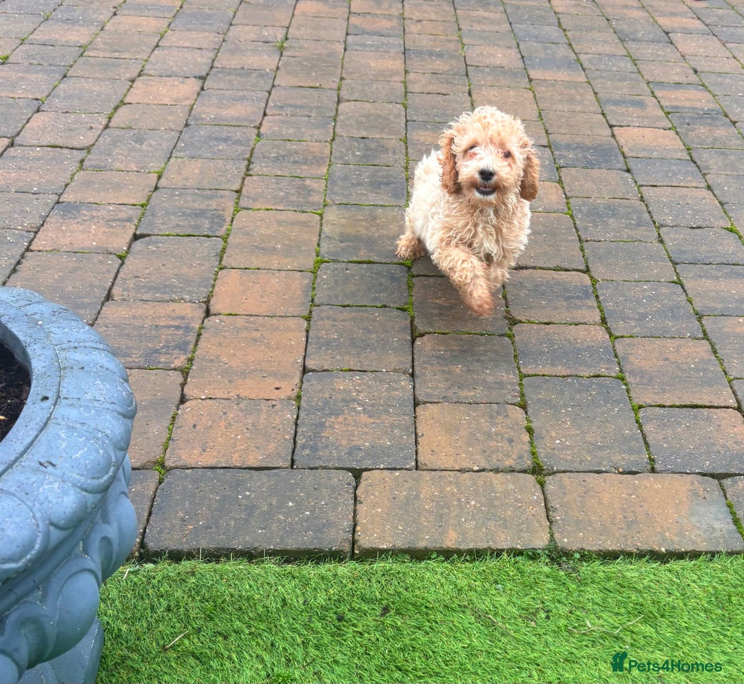 Cockapoo dogs for sale: F1B cockapoo puppy - Advert 5