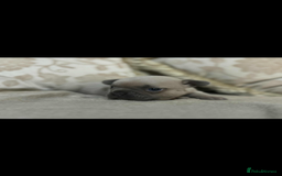 French Bulldog dogs for sale: Stunning blue fawn male available  - Image 7