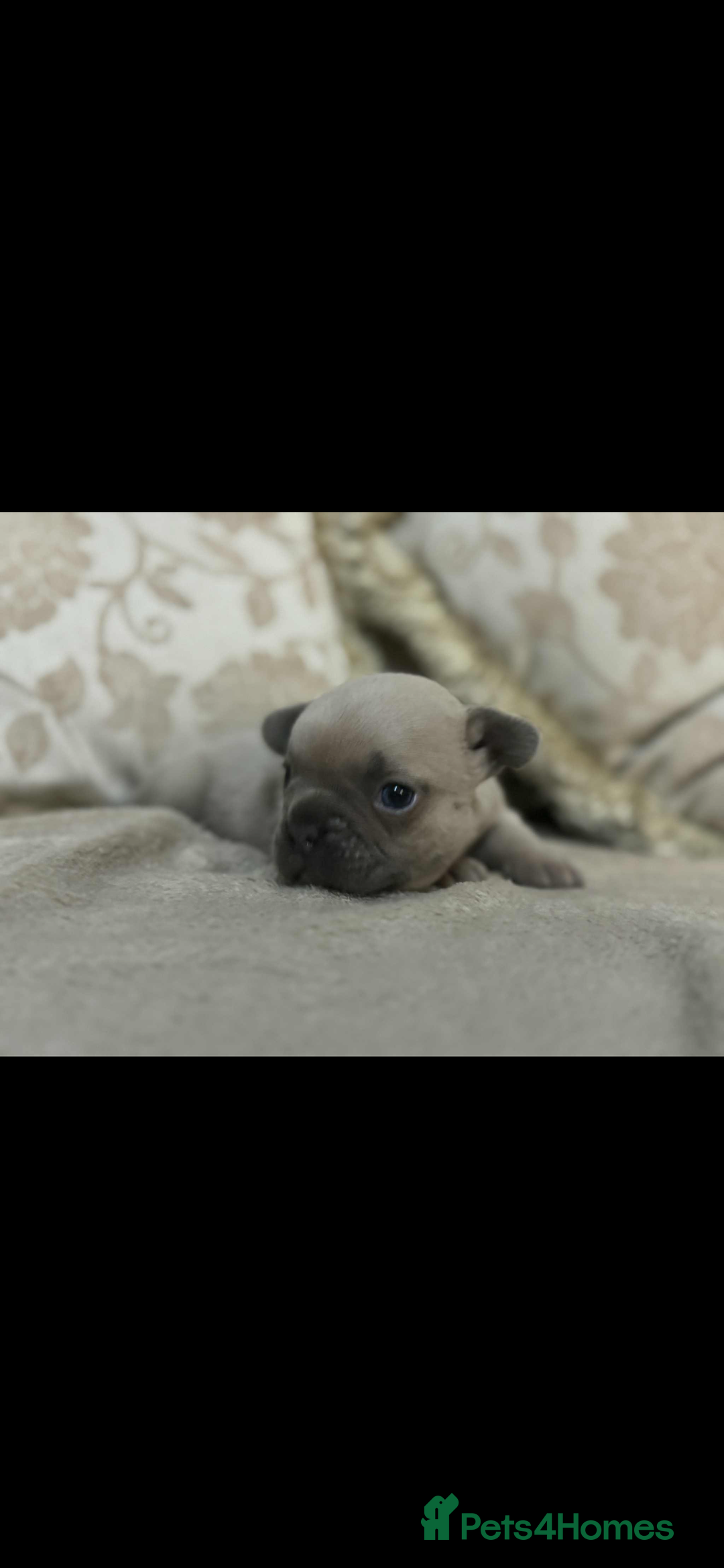 French Bulldog dogs for sale: Stunning blue fawn male available  - Image 7