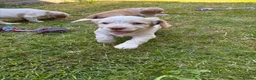 Mixed Breed dogs for sale: Clumber x Puppies  - Advert 15