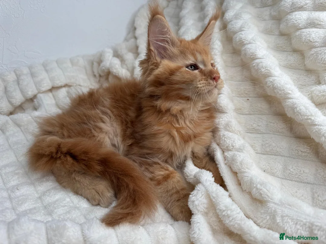 Maine Coon cats for sale: MaineCoon, Beautiful Kittens available  - Advert 25