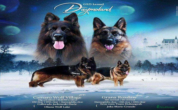 German Shepherd dogs - Advert 3