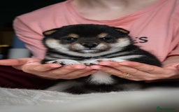 Japanese Shiba Inu dogs for sale: KC REGISTERED JAPANESE SHIBA INU PUPPY GIRL - Image 3