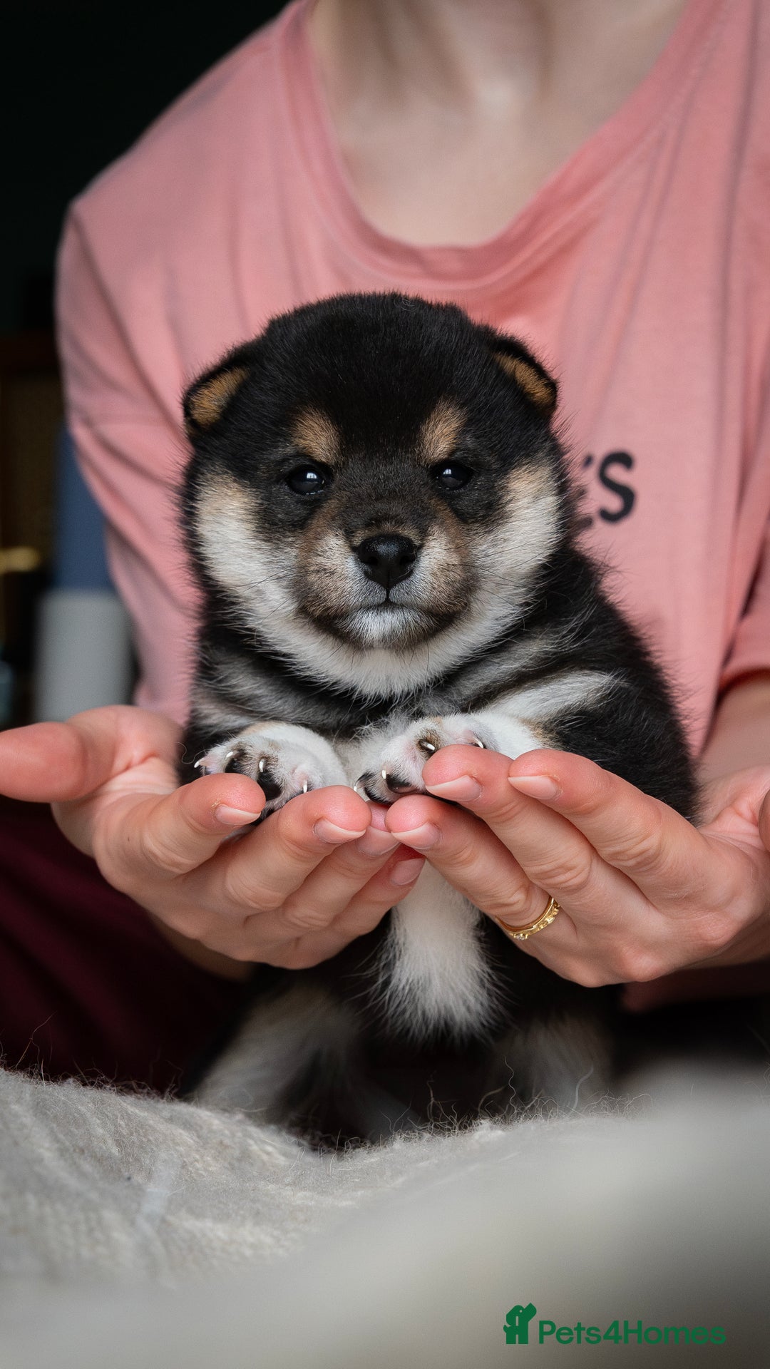 Japanese Shiba Inu dogs for sale: KC REGISTERED JAPANESE SHIBA INU PUPPY GIRL - Image 3