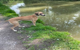 Mixed Breed dogs for sale: Beautiful saluki x greyhound for adoption - Image 25