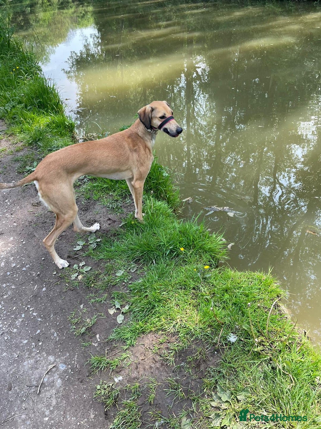 Mixed Breed dogs for sale: Beautiful saluki x greyhound for adoption - Image 25