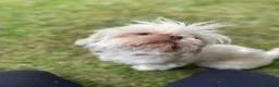 Shih Tzu dogs for sale: KC Registered, Top bloodline Imperial Babies - Advert 6