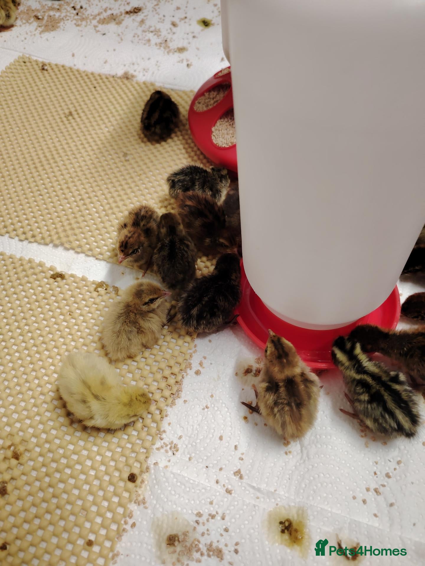 Quail poultry 🐣Quail Chicks-Reservations Available Once Sexed - Advert 2