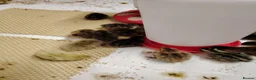 Quail poultry for sale: 🐣Quail Chicks-Reservations Available Once Sexed - Advert 2