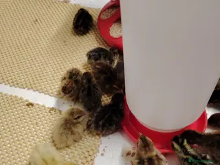 Quail poultry 🐣Quail Chicks-Reservations Available Once Sexed - Advert 2