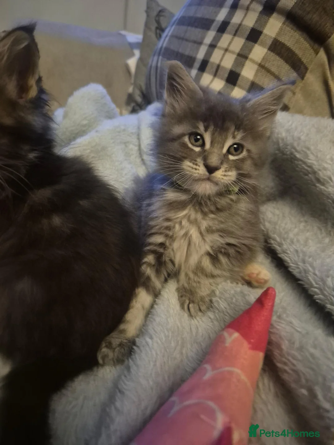 Maine Coon cats for sale: 2 stunning Maine Coon boy n girl for sale 🥰 - Advert 13