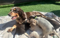 Cocker Spaniel dogs for sale: Beautiful Cocker Spaniel Puppies - Image 10