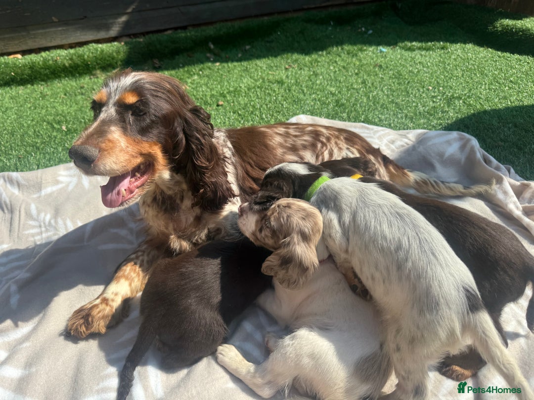 Cocker Spaniel dogs for sale: Beautiful Cocker Spaniel Puppies - Image 10
