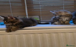 Maine Coon cats for sale: Maine coon kittens  - Image 20