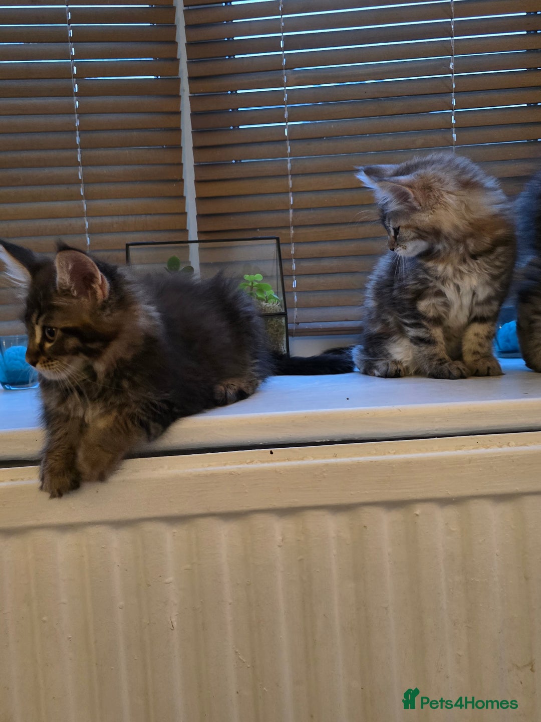 Maine Coon cats for sale: Maine coon kittens  - Image 20