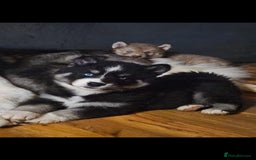 Siberian Husky dogs for sale: ready to go Wooly Siberian Husky - Image 3