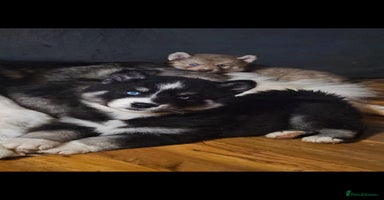 Siberian Husky dogs - Advert 2