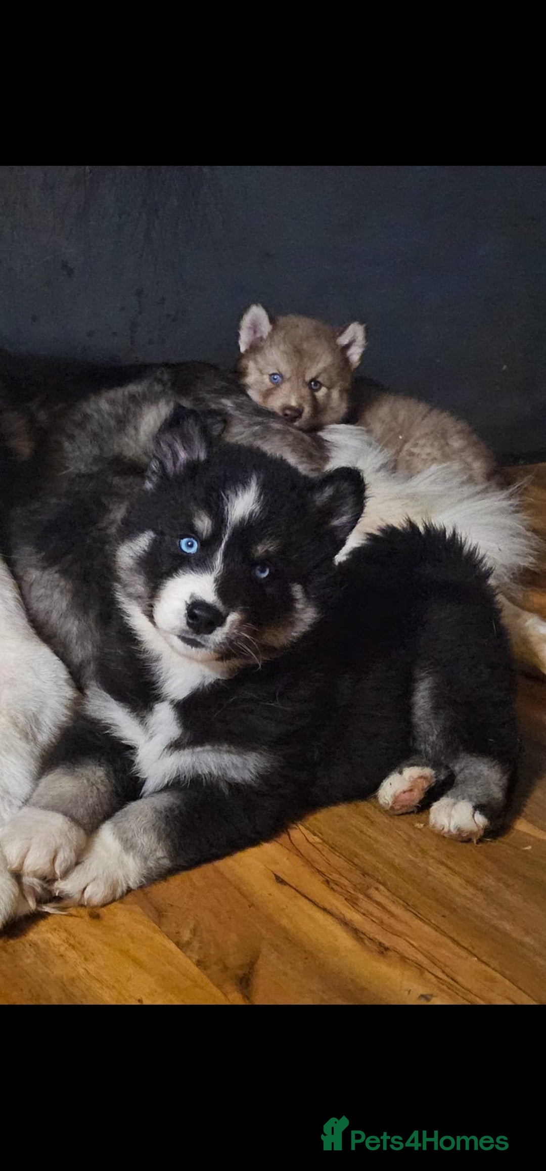 Siberian Husky dogs for sale: ready to go Wooly Siberian Husky - Image 3