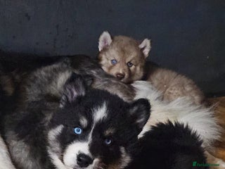 Siberian Husky dogs - Advert 32