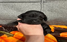 Cocker Spaniel dogs for sale: Beautiful Kc reg show cocker spaniels  - Image 17