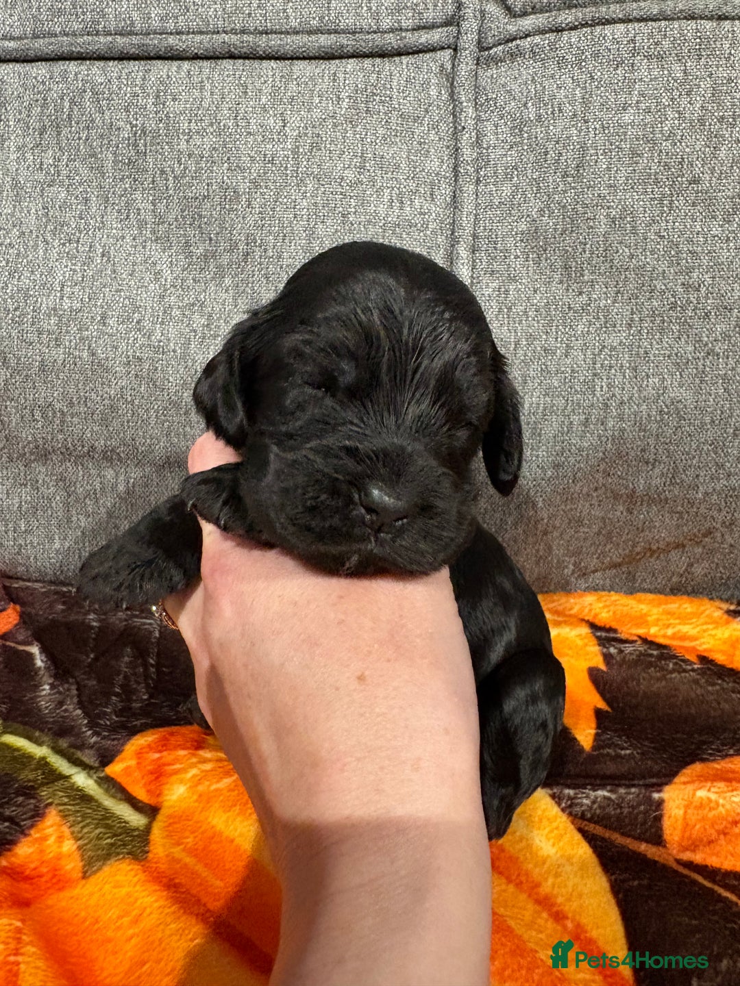 Cocker Spaniel dogs for sale: Beautiful Kc reg show cocker spaniels  - Image 17