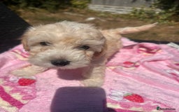 Maltipoo dogs for sale: Toy f1 maltipoos health tested champagne coloured  - Image 16