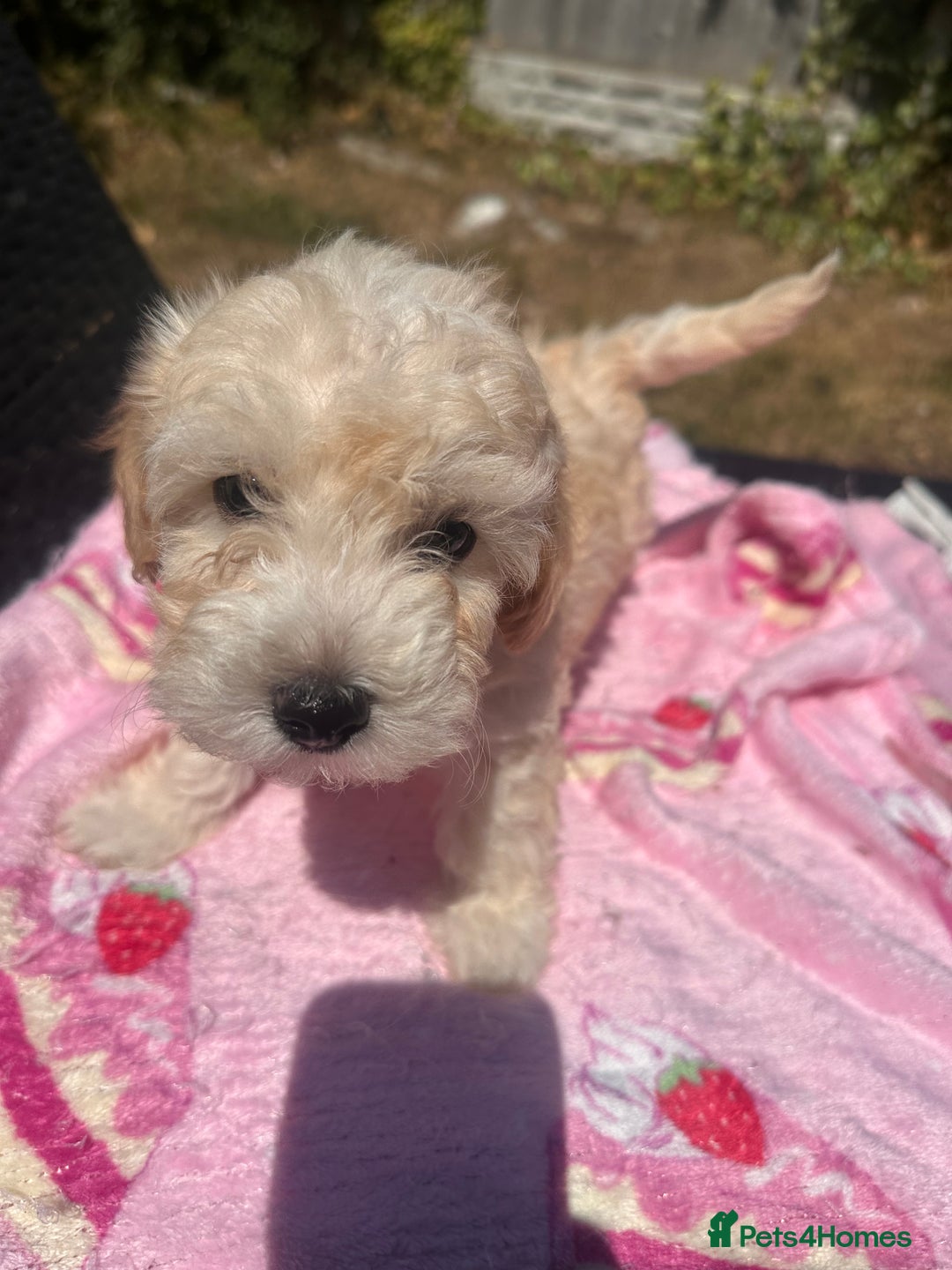 Maltipoo dogs for sale: Toy f1 maltipoos health tested champagne coloured  - Image 16