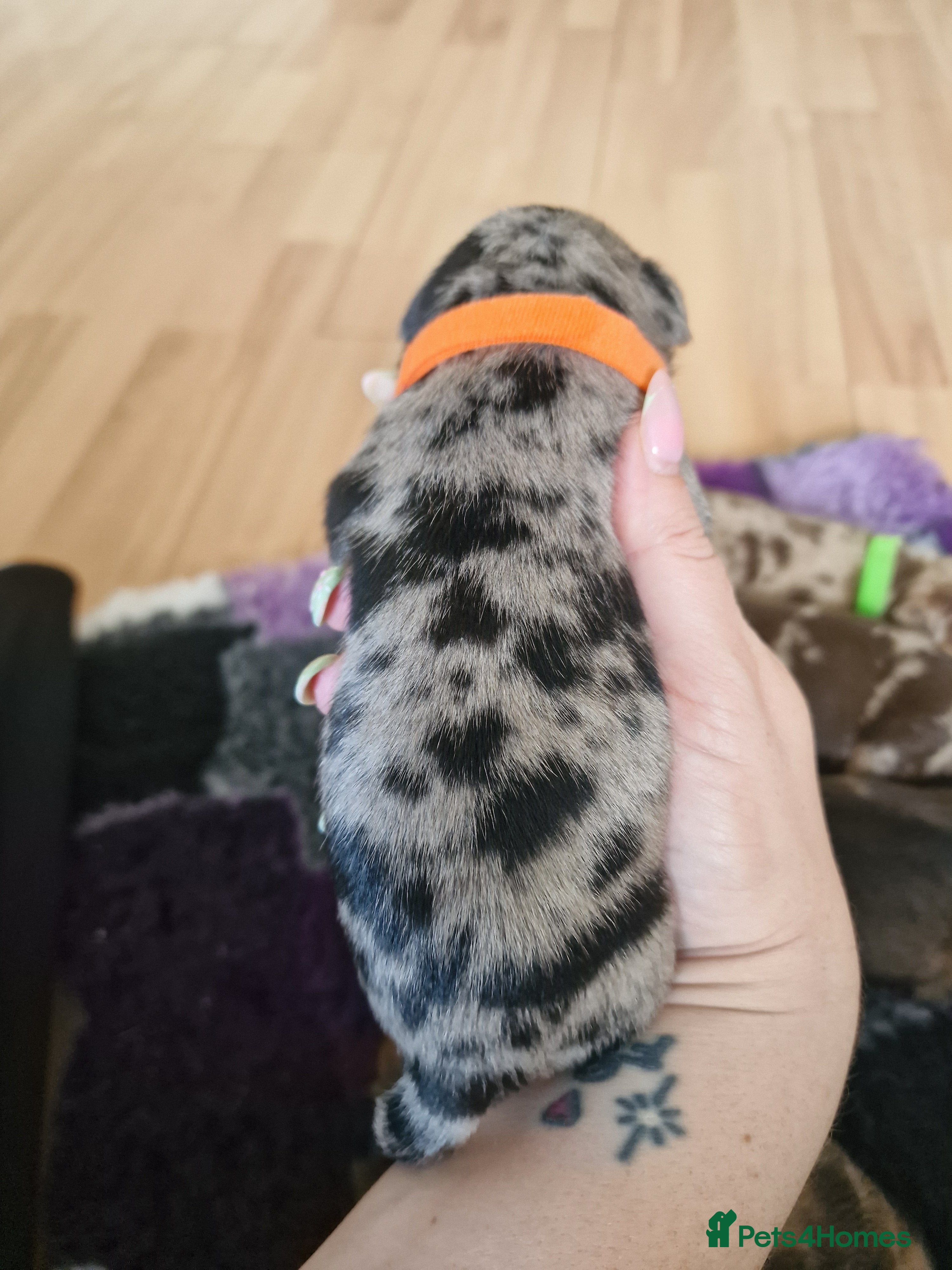 Mixed Breed dogs for sale: French Bulldog x Miniature Dachshund Puppies - Advert 7