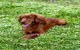 Cocker Spaniel dogs for sale: Stunning Litter of Red Cocker Spaniels  - Advert 3