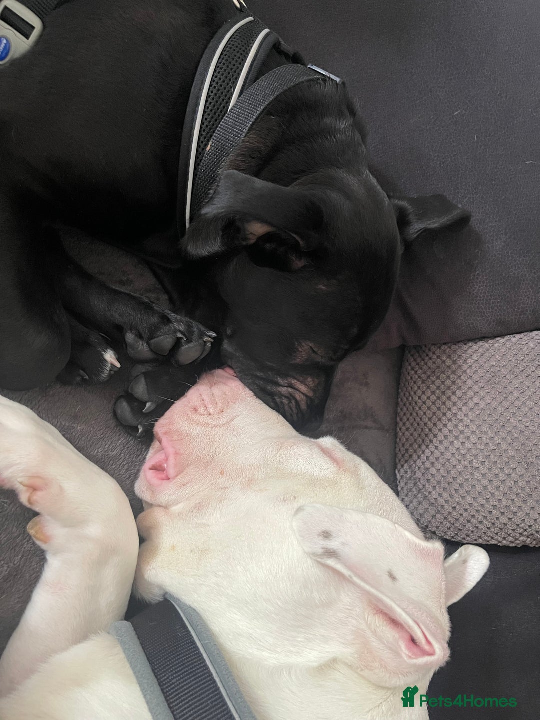 Mixed Breed dogs for sale: Maxi  - Image 3
