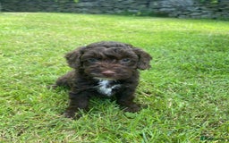 Cockapoo dogs for sale: Cockerpoo puppies  - Image 8