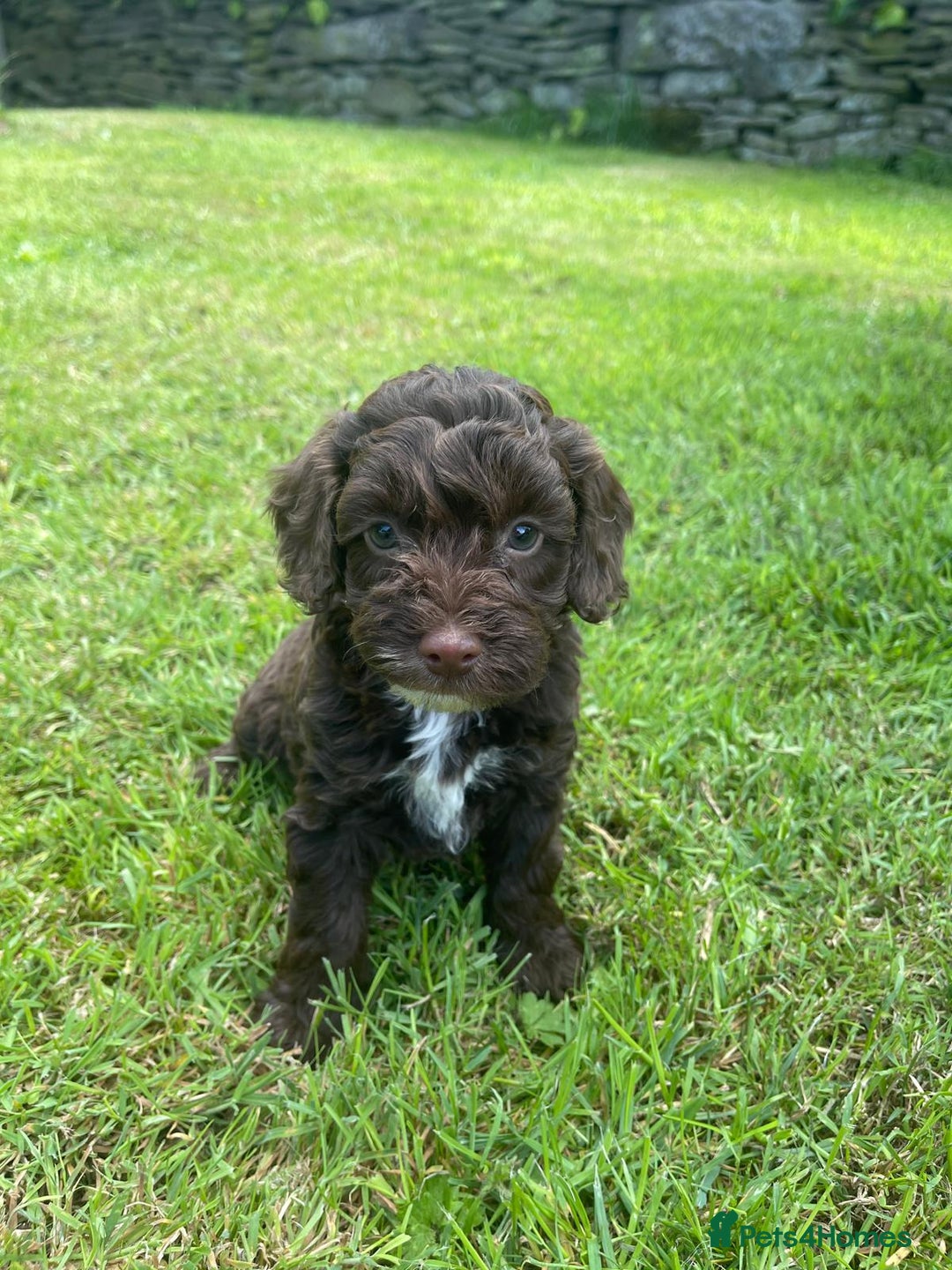 Cockapoo dogs for sale: Cockerpoo puppies  - Image 8