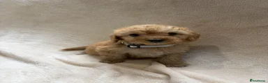 Cockapoo 6