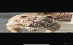 English Bulldog dogs for sale: English bulldog - Coco  - Image 3