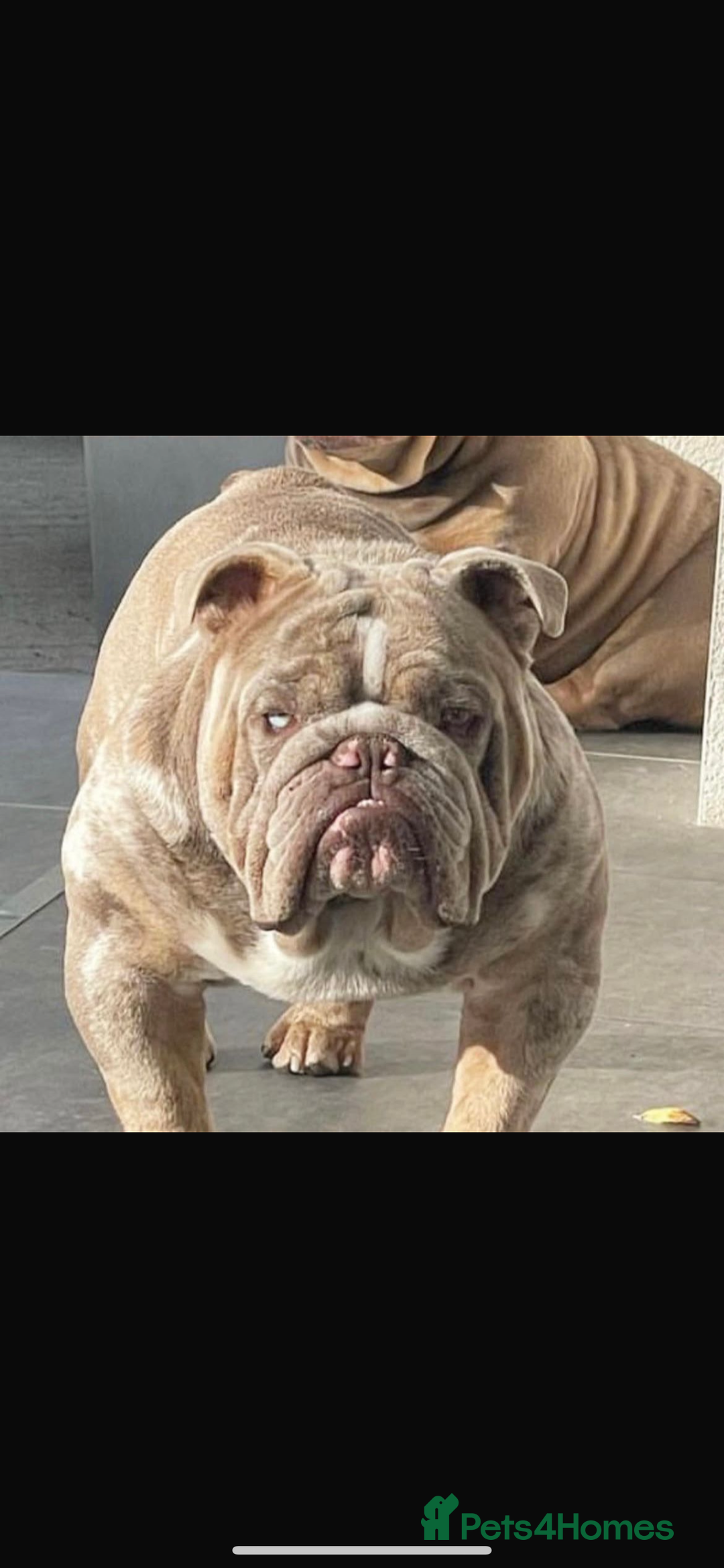 English Bulldog dogs for sale: English bulldog - Coco  - Image 3