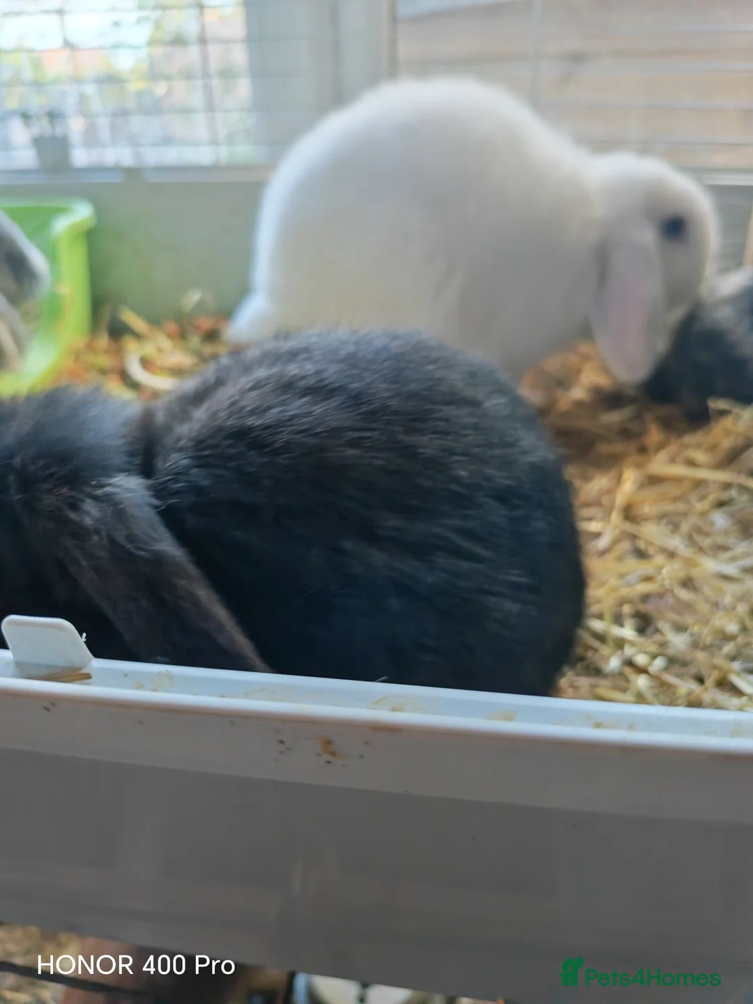 Mini Lop rabbits for sale: PURE BRED MINI LOP - Advert 6