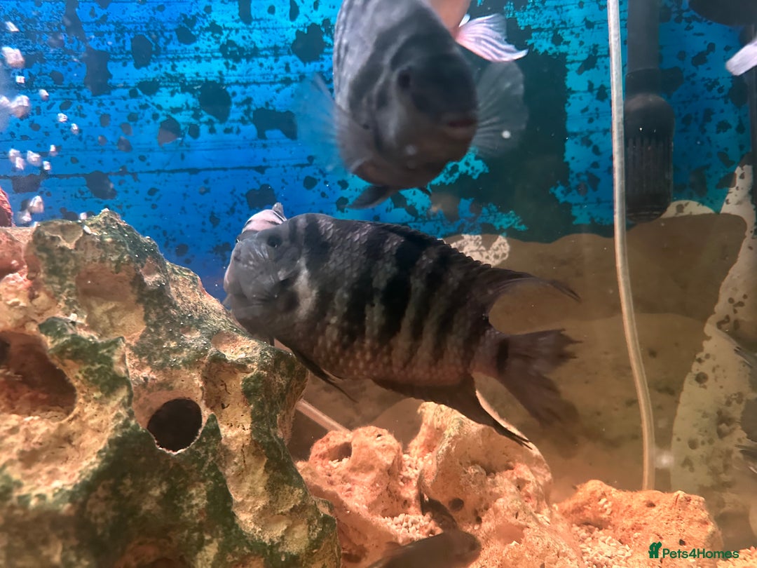 Cichlids fish for sale: Healthy Convict (Zebra) Cichlids for Sale!  - Advert 2