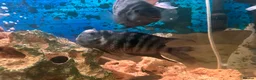 Cichlids fish for sale: Healthy Convict (Zebra) Cichlids for Sale!  - Advert 2