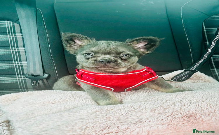 French Bulldog dogs - Advert 1