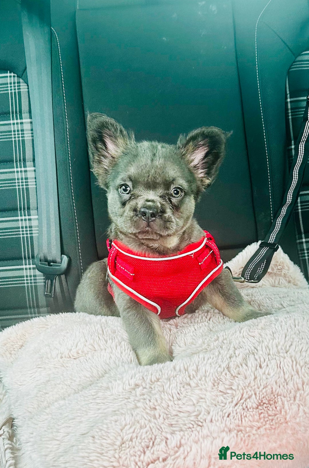 French Bulldog dogs for sale: Full Fluffy KC French bulldog Pupps 2 boys 1 girl  - Image 1
