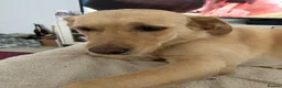 Goldador dogs for sale: 5 year old Goldador  in Derby - Advert 4